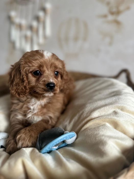 Piękny chłopak Cavapoo