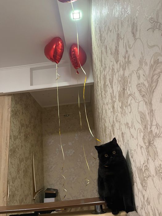 Вʼязка котів ,шотланський прямовухий котик запрошує на побачення