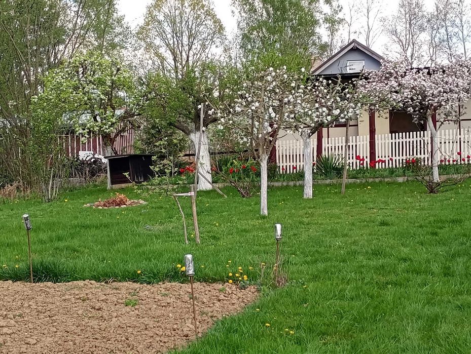 Sprzedam działkę ROD "Oaza" w Lubniewicach