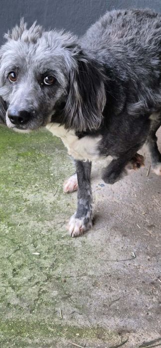 Kochana sunia szuka dobrego domu