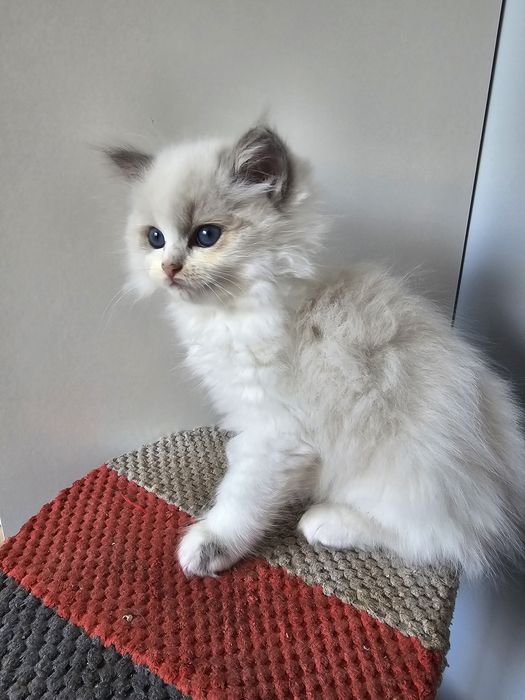 Dziewczynka blue bicolour