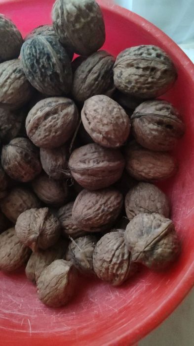 Горіхи нечищені. Продам горіхи урожай 2025 р