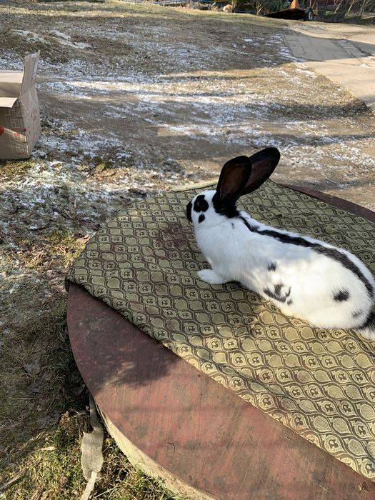 Кролик Строкач Самець