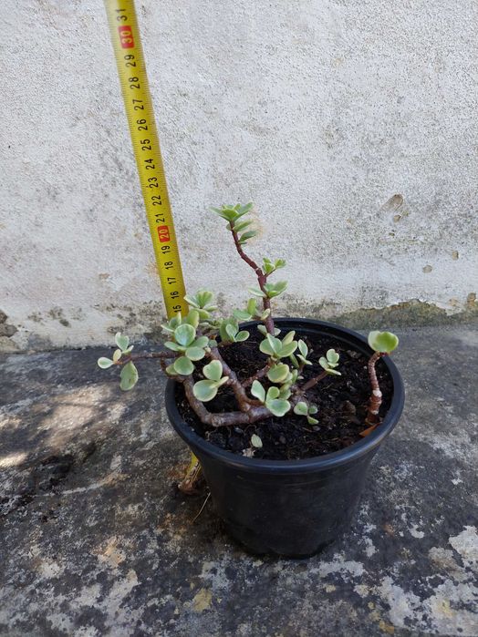 Portulacaria afra “Variegata”