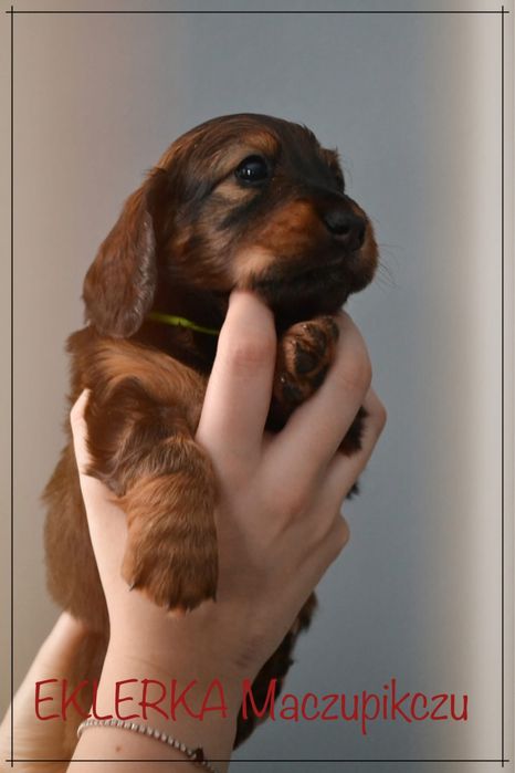 Jamnik długowłosy standardowy