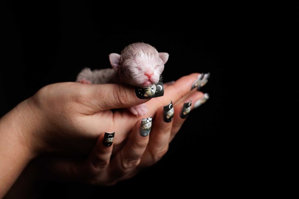 Devon Rex* Kocurek liliowy bicolor pręgowany