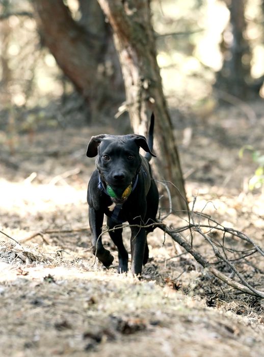 Американський пітбультер'єр.Пітбуль. Pitbull