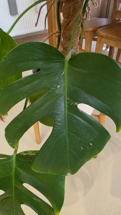 Monstera variegata
