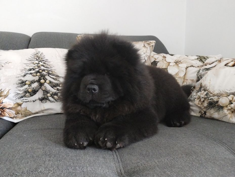 Chow-Chow FCI ZKwP
