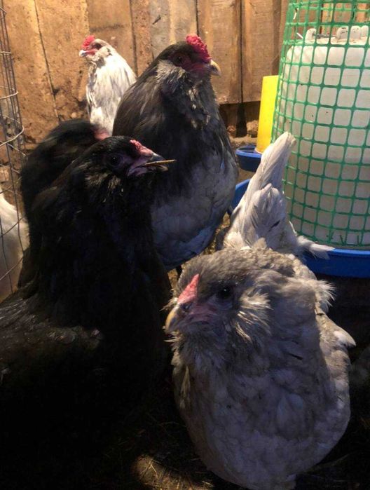 Інкубаційні яйця Амераукана