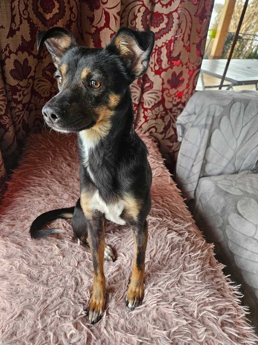 Sliczna,drobniutka Figa