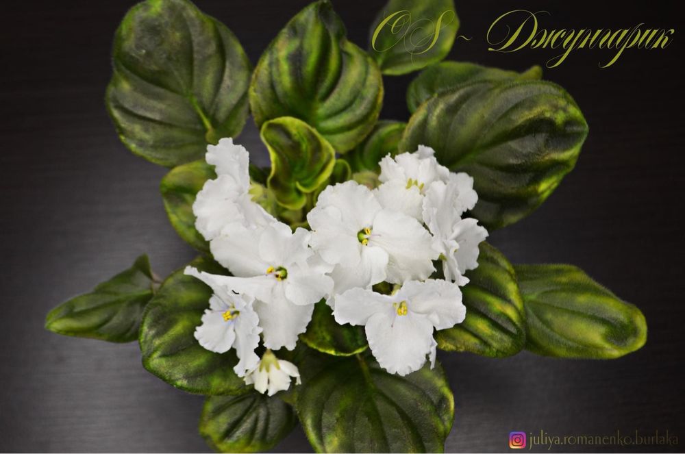 Фиалка полумини OS-Дыхание Весны (клакамус)