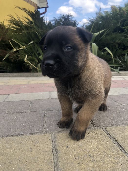 Продам цуценят бельгійської вівчарки