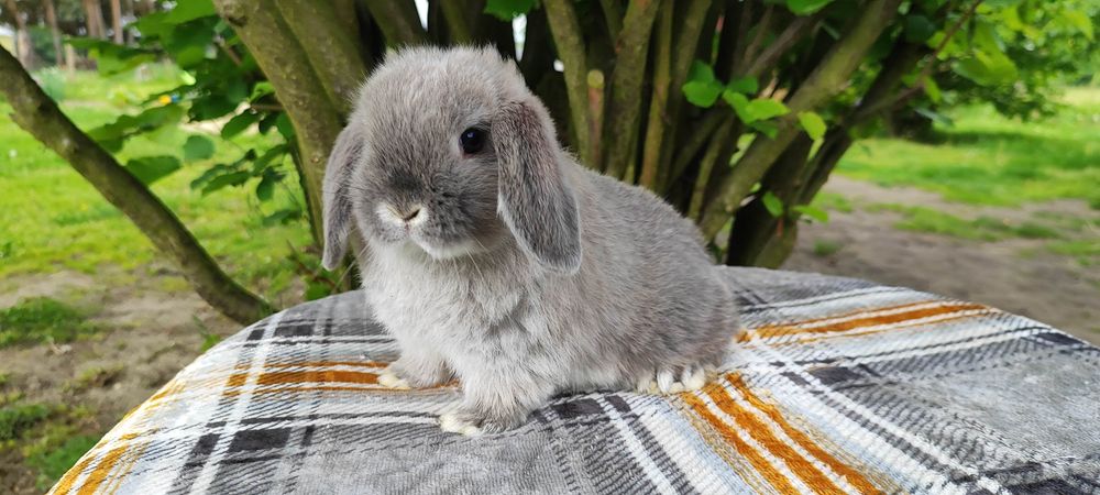 Mini lop rasowy metryka hodowla królik karzełek miniaturka baranek
