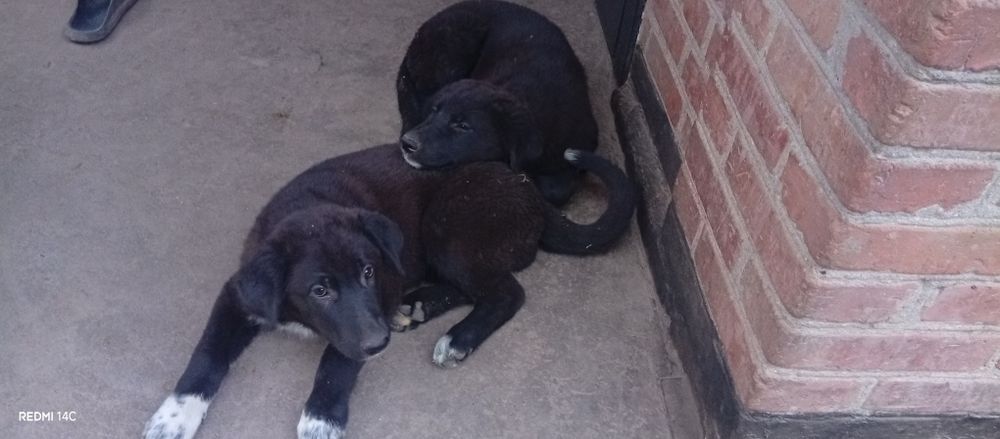 Німецькі вівчарки