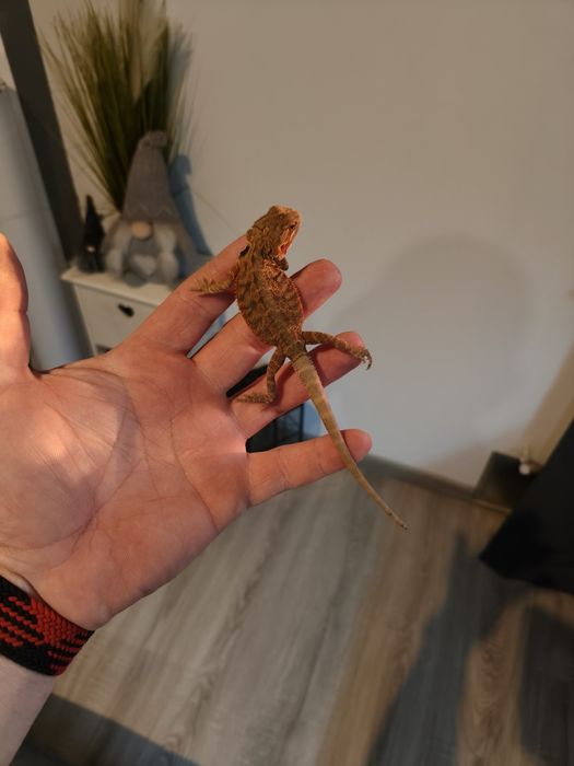 Agamy brodata z lekkim ubytkiem ogona