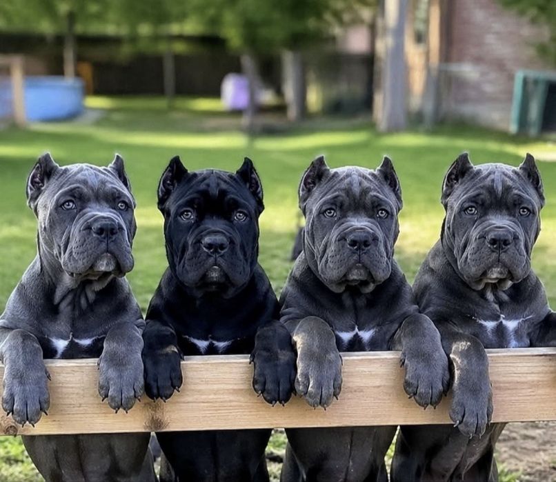 Елітні купірувані щеночки-Cane corso Italiano