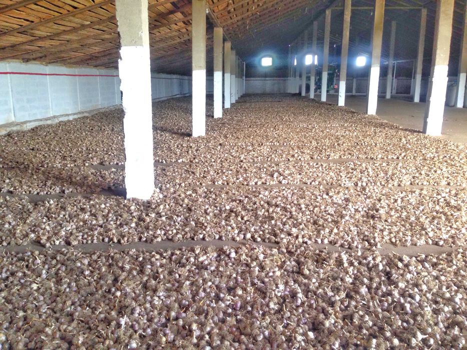 Посадковий Матеріал є 15 тонн Часник ЛЮБАША 1 репродукція Чеснок посадочный на Посадку насіння Опт