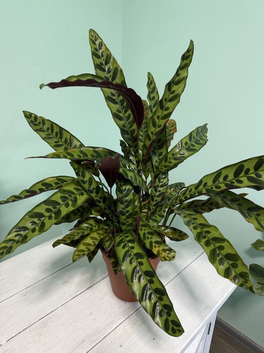 Калатея Лансифолия и Хелен Кенеди величезна домашня