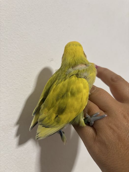 Agaponi domesticado