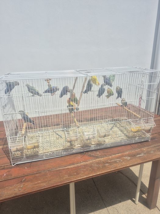 Agapornis todos deste ano