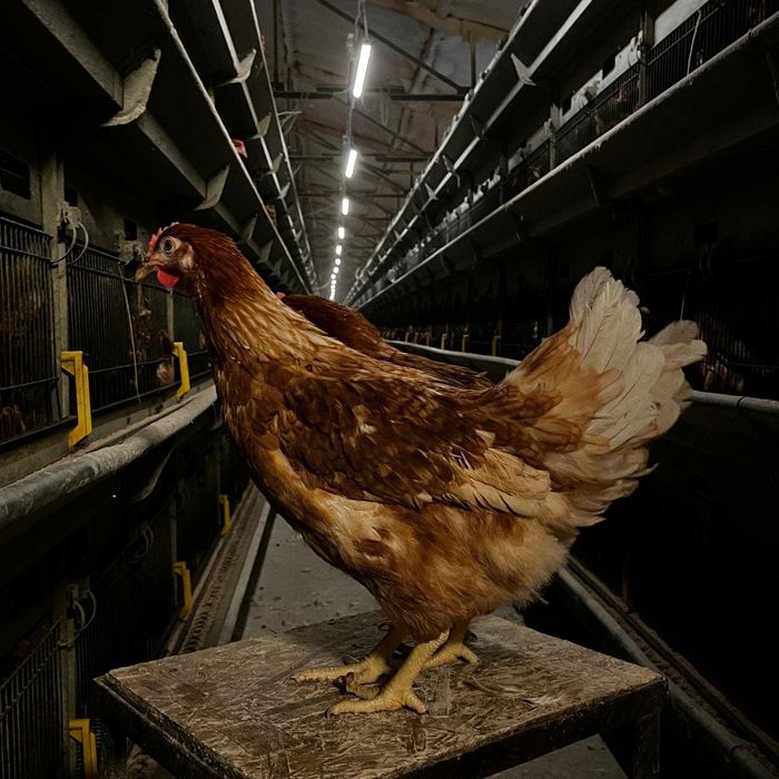 Nioski mode ZDROWE !! Kury 24 tyg Messa z Dowozem ! ZAPRASZAM !!