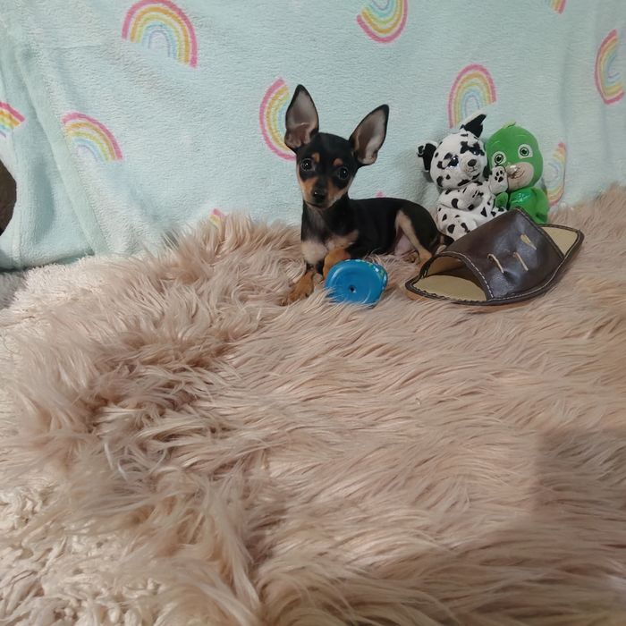 Pinczer miniaturowy sunia