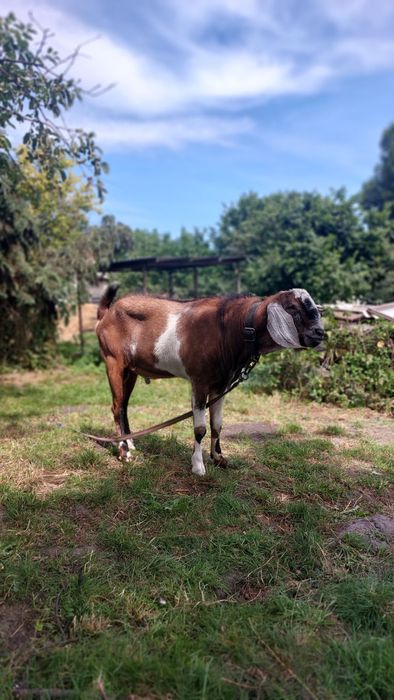 Козел для в'язки