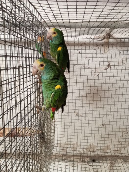 Casal reprodutor amazonas barbadensis