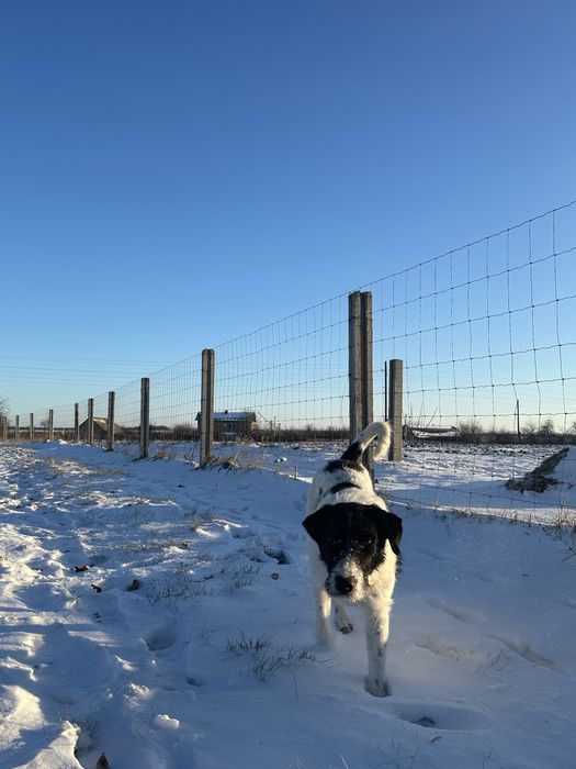 !Терміново! Генріх шукає дім!