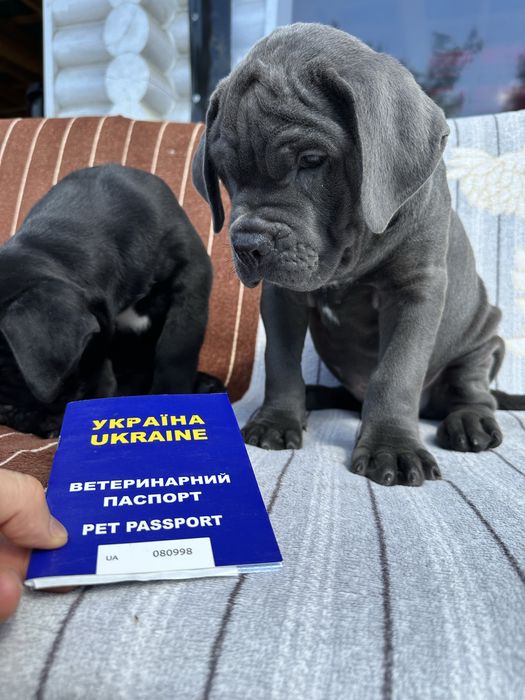 Голубой щенок Джонсон Кане-Корсо