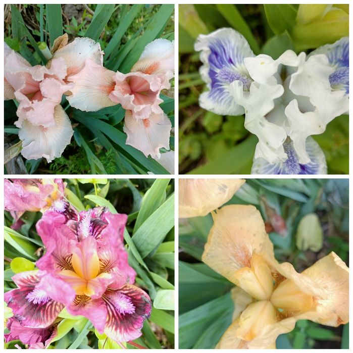 Молочай кипарисовидный, ирисы, лилии, ромашки