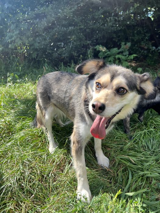 Suczka Leia szuka domku