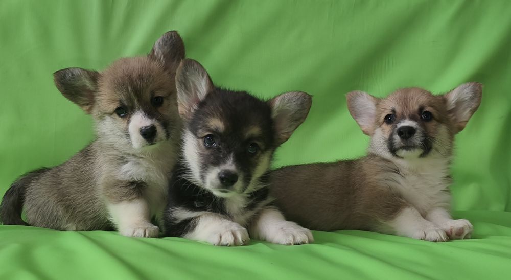 Мальчики и девочки корги.