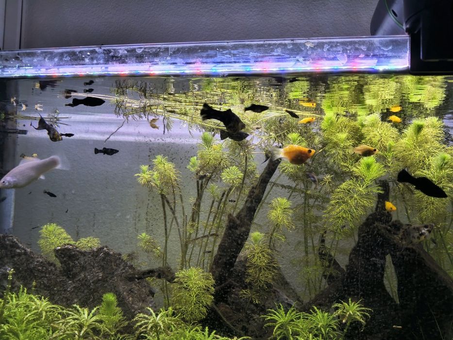 Dou peixes de aquário – Mollys, Platys