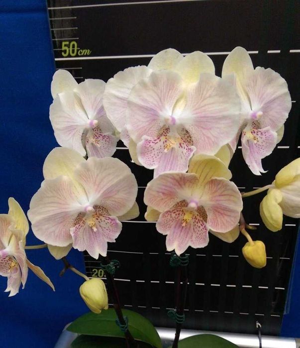 Орхидея крупные цветы