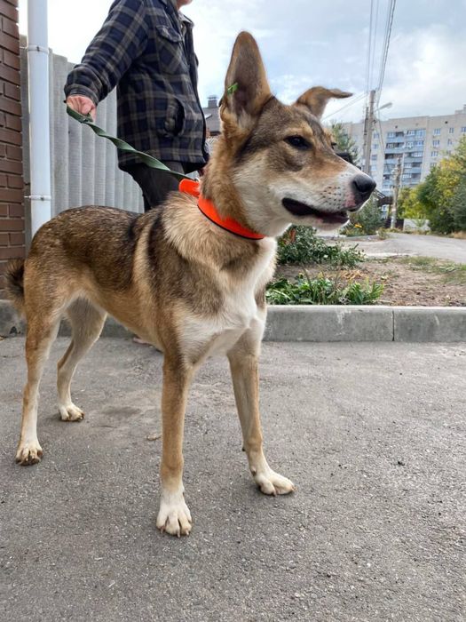 Sos! Терміново ПОТРІБЕН дім!