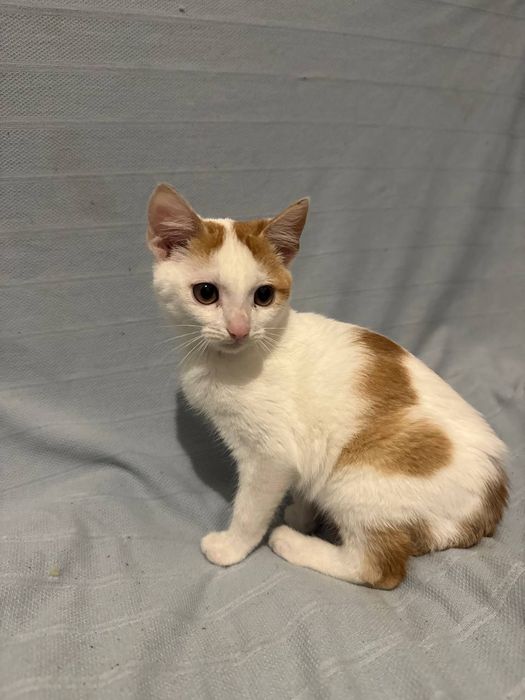 Отдам котят в хорошие руки бесплатно