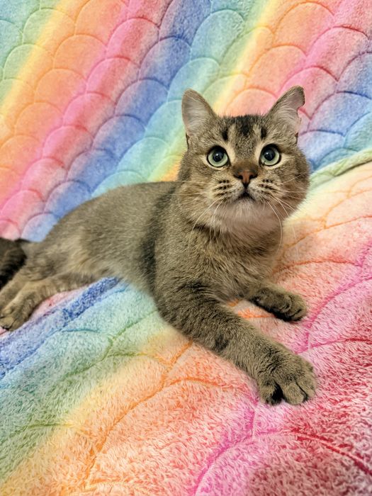 Котик Яша, метис скоттіш-страйт, шукає родину- кастрований