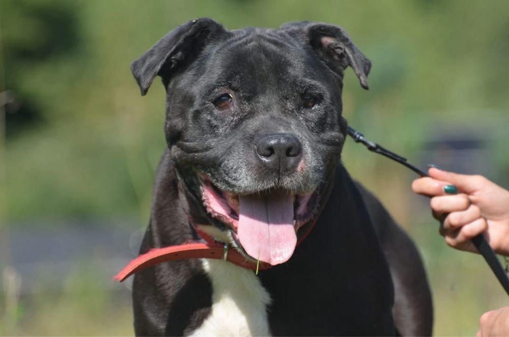 Ben- amstaff do adopcji