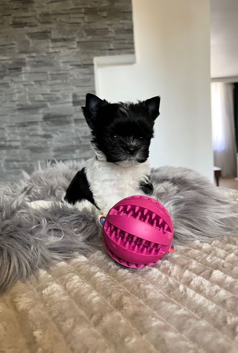 XXS Biewer Yorkshire Terrier