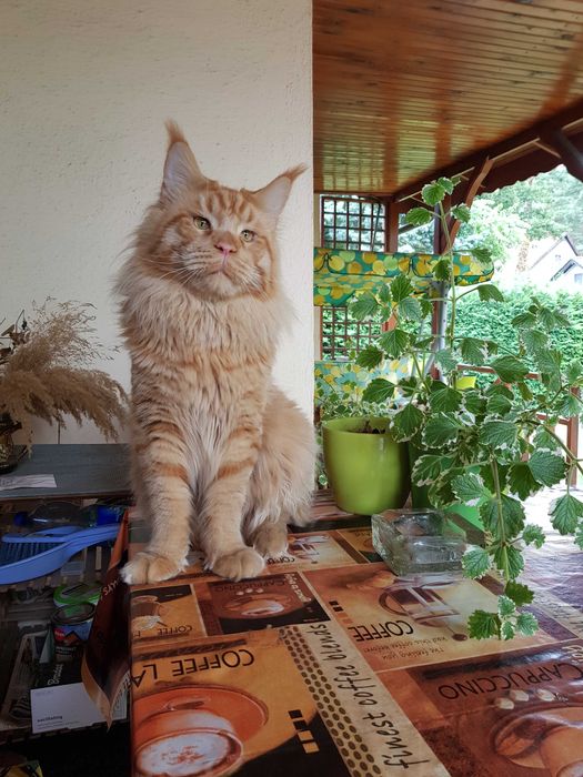 Kocięta maine coon