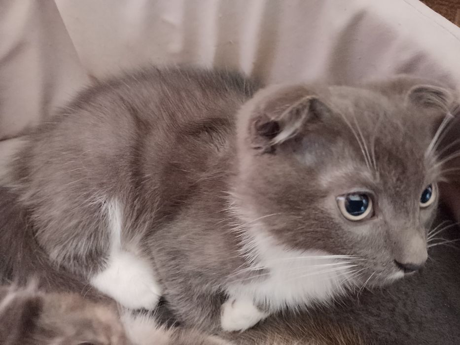 Кошеня віславухий