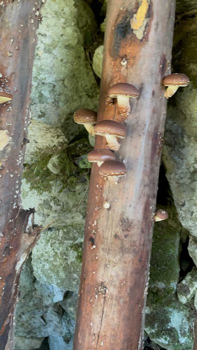 Cultivo caseiro de cogumelos - formação