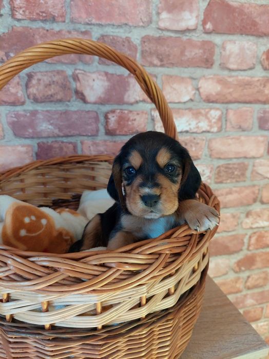 Piękny piesek *beagle x cocker spaniel angielski*