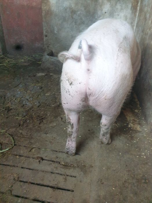 Leitão pietran capado