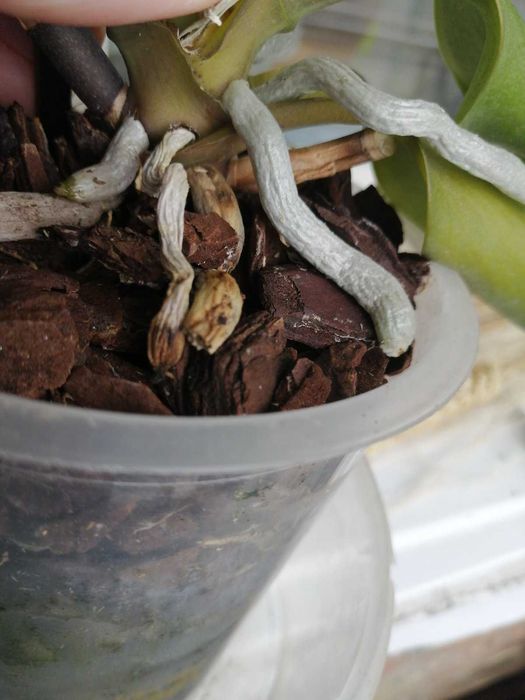 Орхідея Фаленопсис Peaches ( Персик)