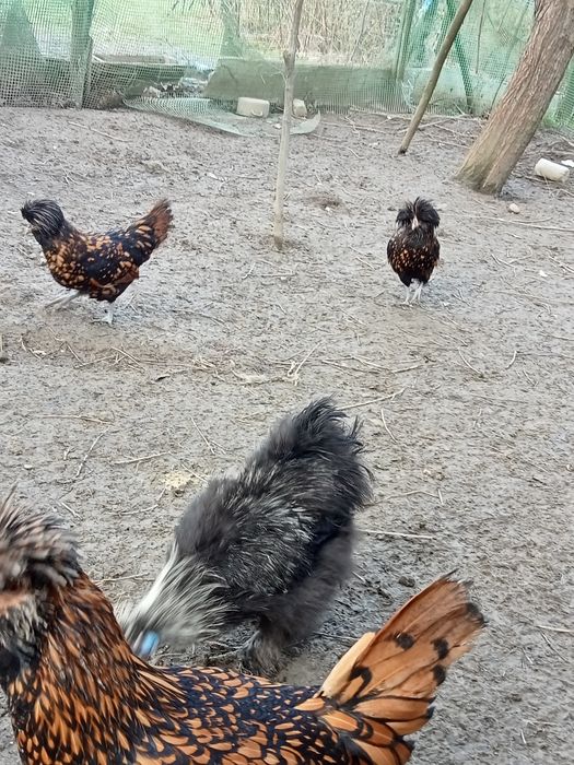 Jaja lęgowe kurek ozdobnych.