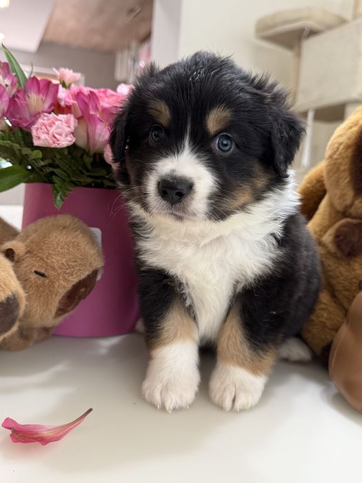 Міні ауссі ( Мініатюрна Американська вівчарка)