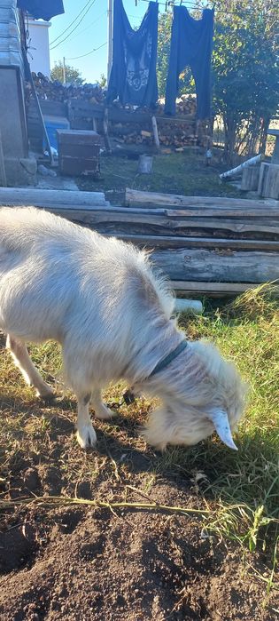 Цап парує кізок.